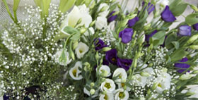 Purple flowers